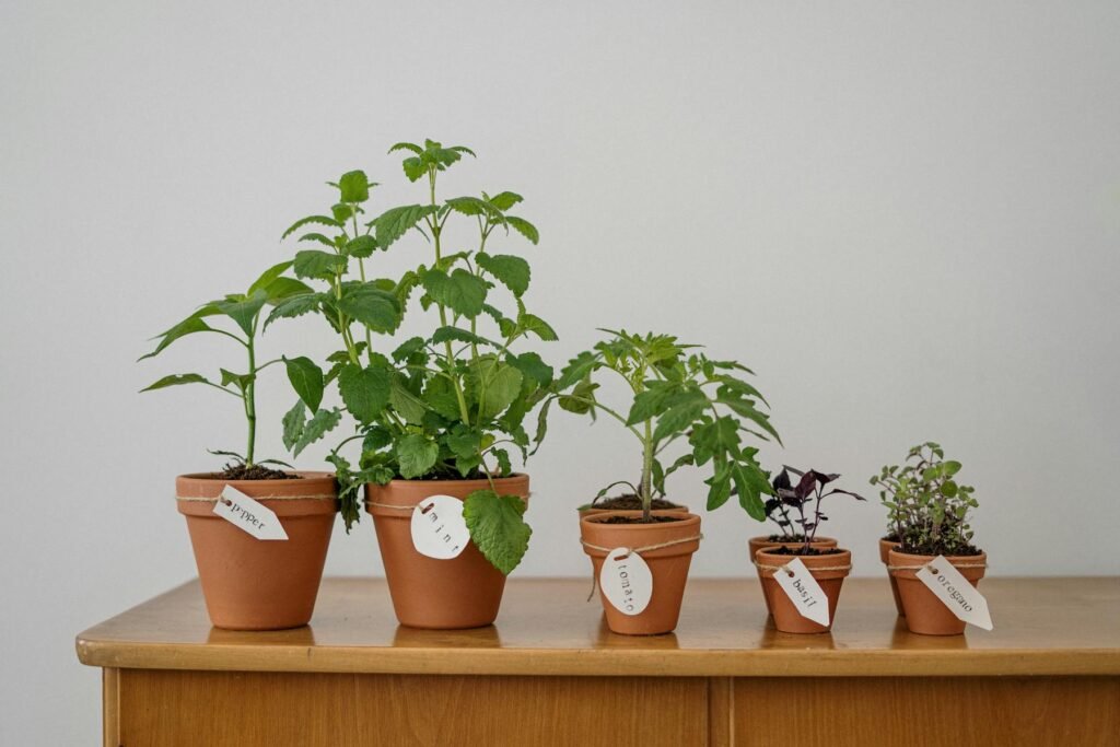 Herbs growing in pots - an example of skill based hobbies for women